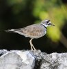 Killdeer