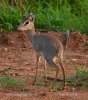 Kirk´s Dik-dik