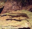 Kleine watersalamander