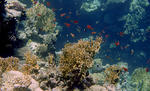 Koralldjur