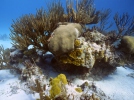 Korallid