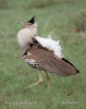 Kori Bustard