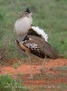 Kori Bustard