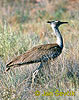 Kori Bustard