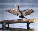 Kormoran besar