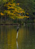 Kormoran besar