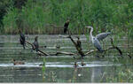 Kormoran mały