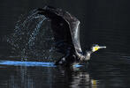 Kormoran zwyczajny