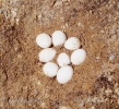 Lacerta agilis