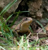 Lagarto plateado de Sudán