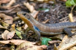 Lagarto plateado de Sudán