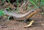 Lagarto plateado de Sudán