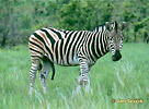 lain Burchell's Steppe Zebra