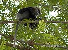 Langur de cara porprada