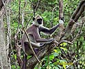 Langur gris comú