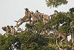 Langur gris comú