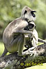 Langur gris comú