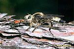 Laphria flava