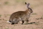 Lapin de garenne