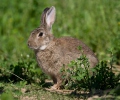 Lapin de garenne