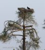 Lappet-faced Vulture