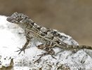 Large-headed Anole