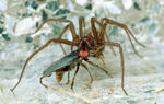 Large House Spider