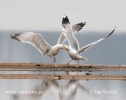 Larus cachinnans