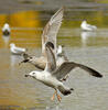 Larus cachinnans