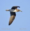 Larus hemprichii