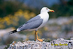 Larus michahellis