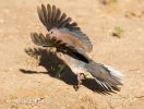 Laughing Dove