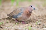 Laughing Dove