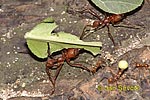 Leaf Cutter Ant