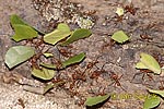 Leaf Cutter Ant