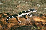 Leopardgekko