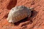 Leopardsköldpadda