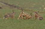 Lepus europaeus