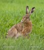 Lepus europaeus