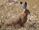 Lepus europaeus