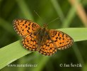 Lesser Marbled Fritillary