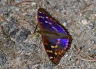 Lesser Purple Emperor