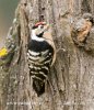 Lesser Spotted Woodpecker