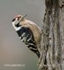 Lesser Spotted Woodpecker