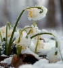 Leucojum vernum