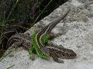 Lézard des souches