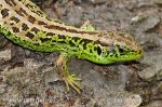 Lézard des souches