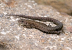 Lézard vivipare