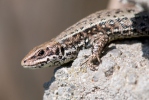 Lézard vivipare