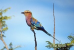 Lilac-breasted Roller